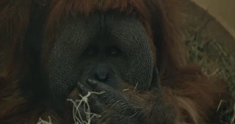 Orangutan Picking Nose Stock Footage 329305884