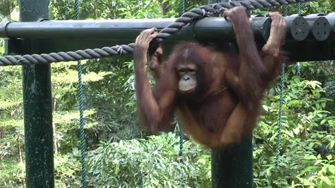 A orangutan playing 動画素材 343711252