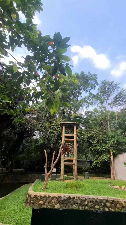 Orangutan playing inside its enclosure at the zoo Video stock 312928880