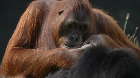 Orangutan playing with lips Close up Stock Footage 162495025