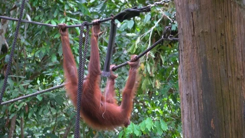 Orangutan, Pongo Pygmaeus Stock Footage 113215159