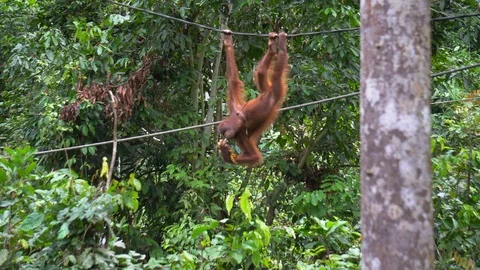 Orangutan, Pongo Pygmaeus Stock Footage 113218908