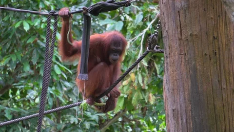 Orangutan, Pongo Pygmaeus Stock Footage 113219034