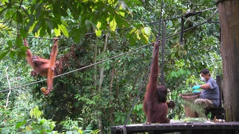 Orangutan, Pongo Pygmaeus Stock Footage 113219306
