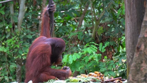 Orangutan, Pongo Pygmaeus Stock Footage 113223264