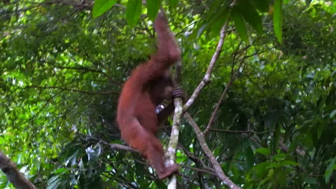 Orangutan, Pongo Pygmaeus Stock Footage 158463163