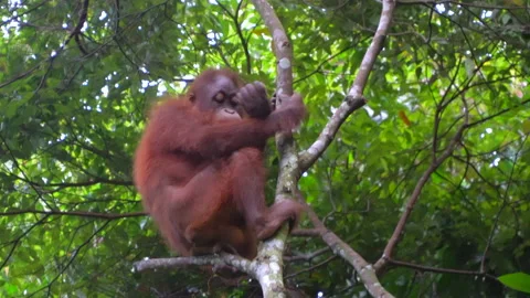 Orangutan, Pongo Pygmaeus Stock Footage 158463278