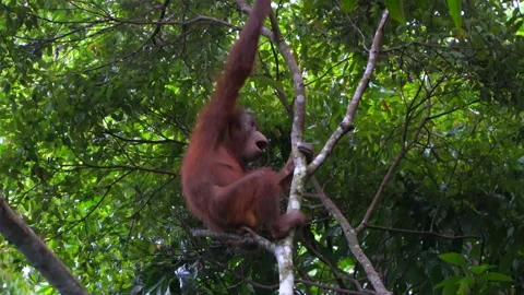 Orangutan, Pongo Pygmaeus Stock Footage 158463521