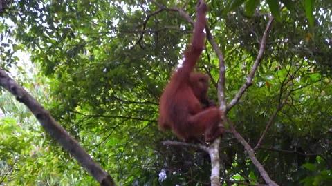 Orangutan, Pongo Pygmaeus Stock Footage 158463538