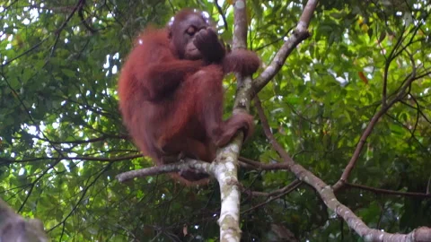 Orangutan, Pongo Pygmaeus Stock Footage 158463552