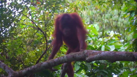 Orangutan, Pongo Pygmaeus Stock Footage 158463970