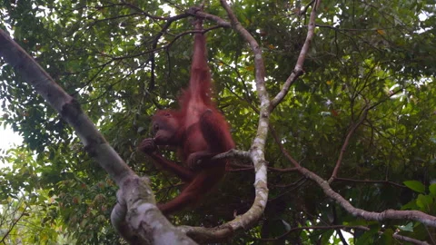 Orangutan, Pongo Pygmaeus Stock Footage 158463992