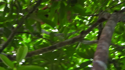 Orangutan, Pongo Pygmaeus Stock Footage 158464255