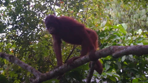 Orangutan, Pongo Pygmaeus Stock Footage 158464404