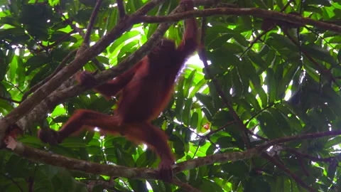 Orangutan, Pongo Pygmaeus Stock Footage 158464518