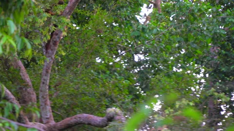 Orangutan, Pongo Pygmaeus Stock Footage 158464845