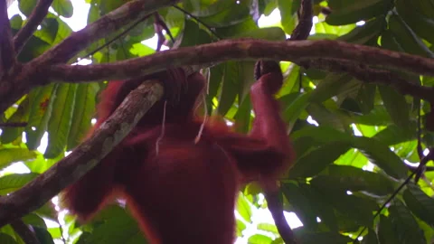 Orangutan, Pongo Pygmaeus Stock Footage 158464908