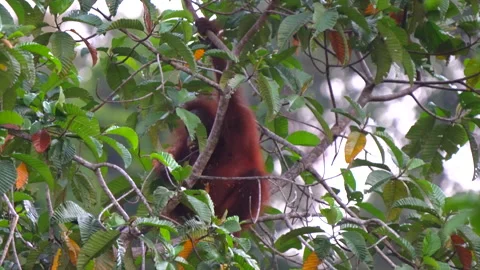 Orangutan, Pongo Pygmaeus Stock Footage 158469842
