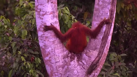 Orangutan, Pongo Pygmaeus Stock Footage 158470810