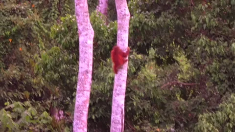 Orangutan, Pongo Pygmaeus Stock Footage 158471961