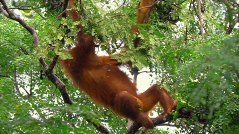 Orangutan, Pongo Pygmaeus Stock Footage 158634158