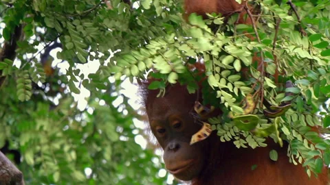 Orangutan, Pongo Pygmaeus Stock Footage 158634640