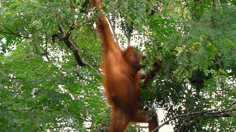 Orangutan, Pongo Pygmaeus Stock Footage 158635456