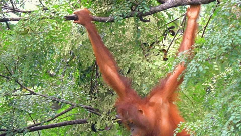Orangutan, Pongo Pygmaeus Stock Footage 158635776