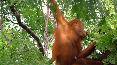 Orangutan, Pongo Pygmaeus Stock Footage 158635929