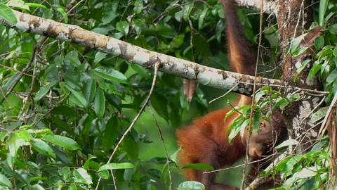 Orangutan, Pongo Pygmaeus Stock Footage 158636480