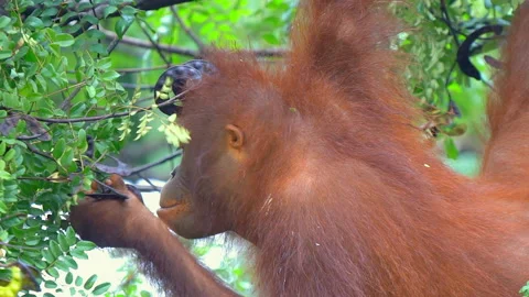 Orangutan, Pongo Pygmaeus Stock Footage 158637160