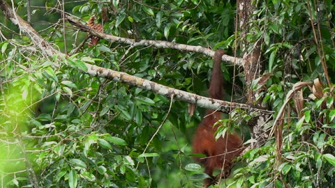 Orangutan, Pongo Pygmaeus Stock Footage 158637392