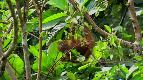 Orangutan, Pongo Pygmaeus Stock Footage 158648047