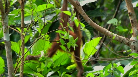 Orangutan, Pongo Pygmaeus Stock Footage 158648052