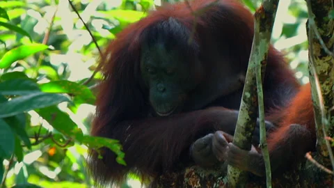 Orangutan, Pongo Pygmaeus Stock Footage 158648206