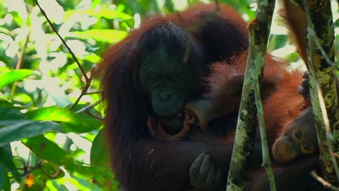 Orangutan, Pongo Pygmaeus Stock Footage 158648471