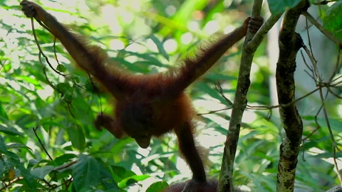 Orangutan, Pongo Pygmaeus Stock Footage 158648622
