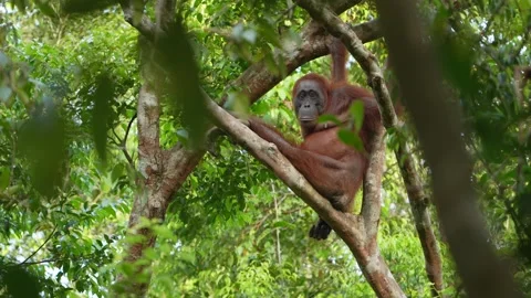 Orangutan Relaxing While Lying on Branch in Dense Tropical Forest, Wild Primate Stock Footage 346312886
