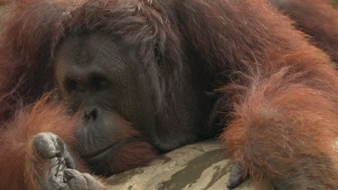 ORANGUTAN RESTING ON STONE 4K Stock Footage 333937094