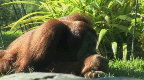Orangutan rests Stockbeeldmateriaal 283144