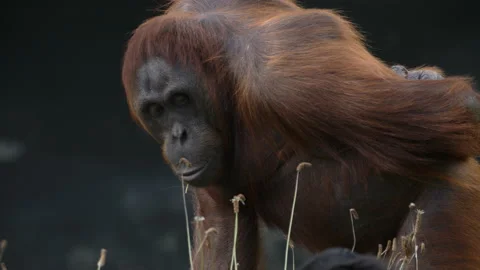 Orangutan scratching back then putting straw in mouth Stock Footage 162497585