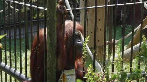 An orangutan sits in a cage. Static shot. Video stock 251876420