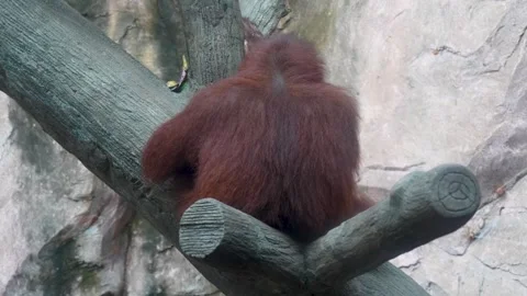 An orangutan sits with its back to the camera, perched on a thick tree branch. Stock Footage 326989771