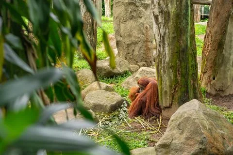 An orangutan sits under a tree Stock Photos