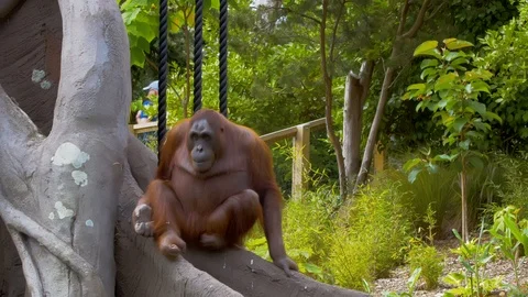 Orangutan sitting at base of tree Stock Footage 114584727
