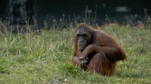 Orangutan sitting down in grass Stock Footage 162496875