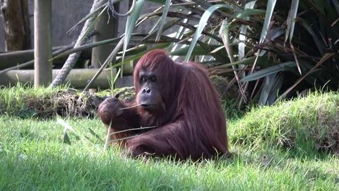 Orangutan sitting on grass eating leaf Video stock 78965103