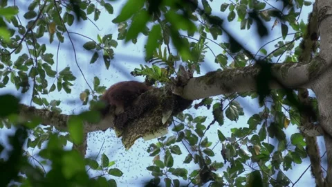 Orangutan Sitting Over Beehive With Swarming Bees Stock Footage 344096953