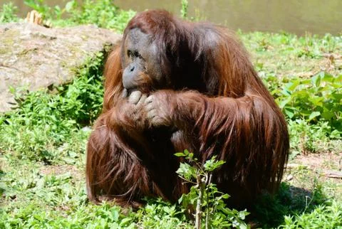 Orangutan sitting Stock Photos