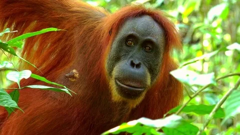 Orangutan sitting on tree and attentively looking around. Sumatra, Indonesia
